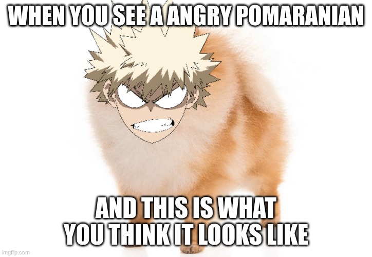 The bakugou dog | WHEN YOU SEE A ANGRY POMARANIAN; AND THIS IS WHAT YOU THINK IT LOOKS LIKE | made w/ Imgflip meme maker