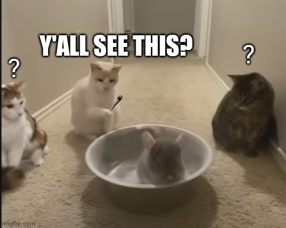 Y'all See This? | Y'ALL SEE THIS? ? ? | image tagged in you see this,cats,funny animals,stoned | made w/ Imgflip meme maker