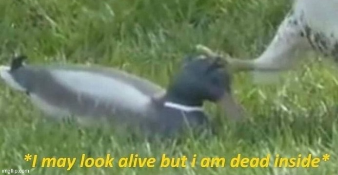 I may look alive but I am dead inside duck and hawk | image tagged in i may look alive but i am dead inside duck and hawk | made w/ Imgflip meme maker