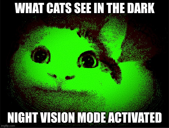 night vision mode polite cat | WHAT CATS SEE IN THE DARK; NIGHT VISION MODE ACTIVATED | image tagged in cats | made w/ Imgflip meme maker