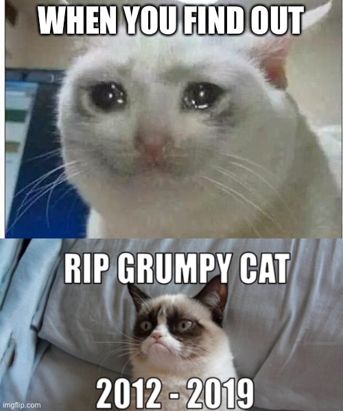 WHEN YOU FIND OUT | image tagged in crying cat,sad but true | made w/ Imgflip meme maker