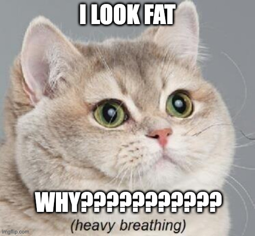 I look fat | I LOOK FAT; WHY??????????? | image tagged in memes,heavy breathing cat,fat,fat cat | made w/ Imgflip meme maker
