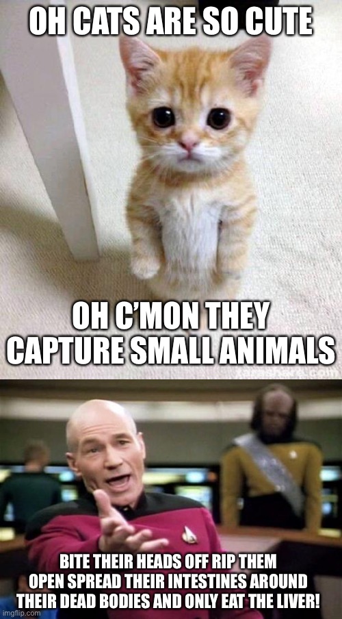 Apparently, liver is chock full of taurine. | OH CATS ARE SO CUTE; OH C’MON THEY CAPTURE SMALL ANIMALS; BITE THEIR HEADS OFF RIP THEM OPEN SPREAD THEIR INTESTINES AROUND THEIR DEAD BODIES AND ONLY EAT THE LIVER! | image tagged in memes,cute cat,startrek,facts,cats are evil,true story bro | made w/ Imgflip meme maker