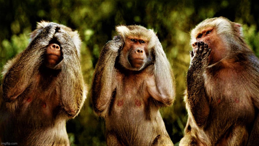 Monkey version of see no evil hear no evil speak no evil | image tagged in monkey version of see no evil hear no evil speak no evil | made w/ Imgflip meme maker