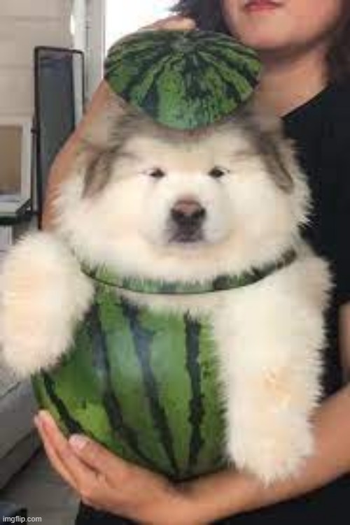 doggo melon (the dog and the picture is not mine) | image tagged in memes,funny memes,doggo week,msmg | made w/ Imgflip meme maker