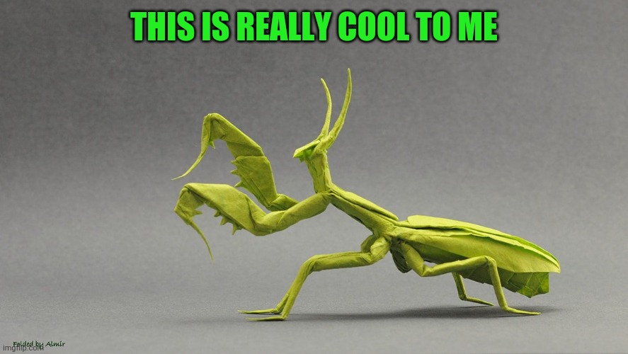 Bug boi |  THIS IS REALLY COOL TO ME | image tagged in bag knight | made w/ Imgflip meme maker