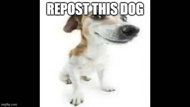 Repost this dog Blank Meme Template