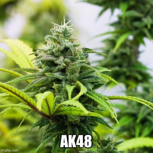 AK48 | made w/ Imgflip meme maker