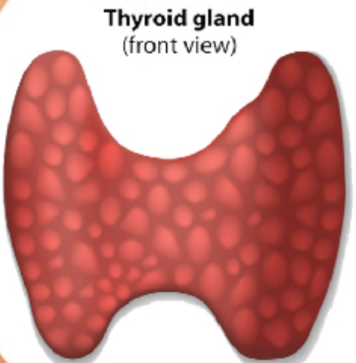High Quality Thyroid Blank Meme Template