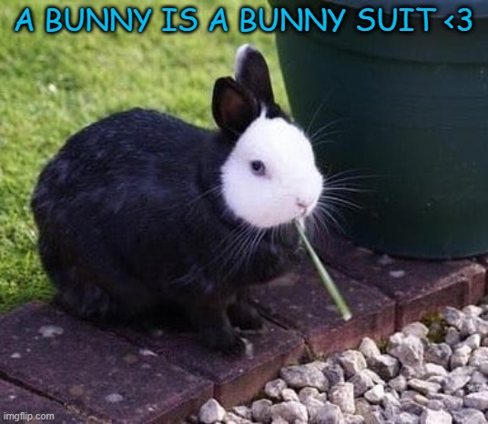 "/ | A BUNNY IS A BUNNY SUIT <3 | image tagged in memes,funny,not funny,msmg | made w/ Imgflip meme maker