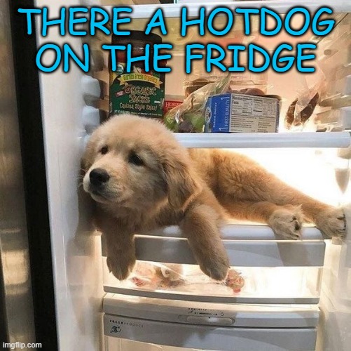 colddog | THERE A HOTDOG ON THE FRIDGE | image tagged in memes,funny,not funny,msmg | made w/ Imgflip meme maker