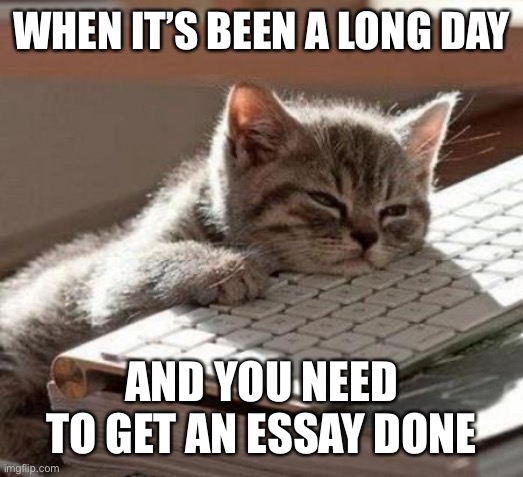 True Dat | WHEN IT’S BEEN A LONG DAY; AND YOU NEED TO GET AN ESSAY DONE | image tagged in tired cat | made w/ Imgflip meme maker
