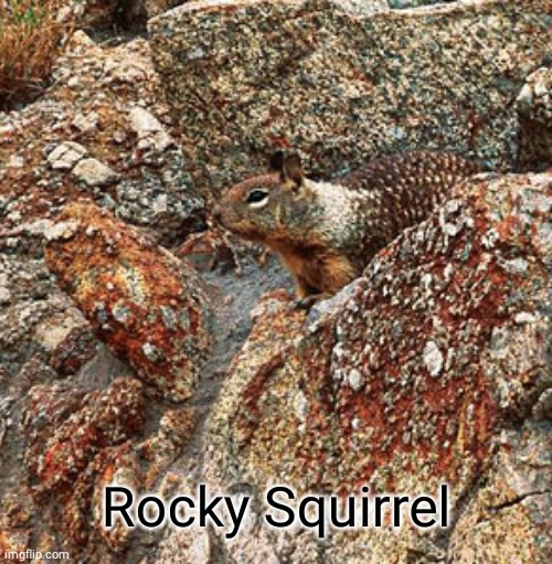Rocky Squirrel | Rocky Squirrel | image tagged in rocky,squirrel,comment section,comments,comment,memes | made w/ Imgflip meme maker