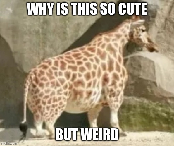 Short Giraffe | WHY IS THIS SO CUTE; BUT WEIRD | image tagged in short giraffe | made w/ Imgflip meme maker