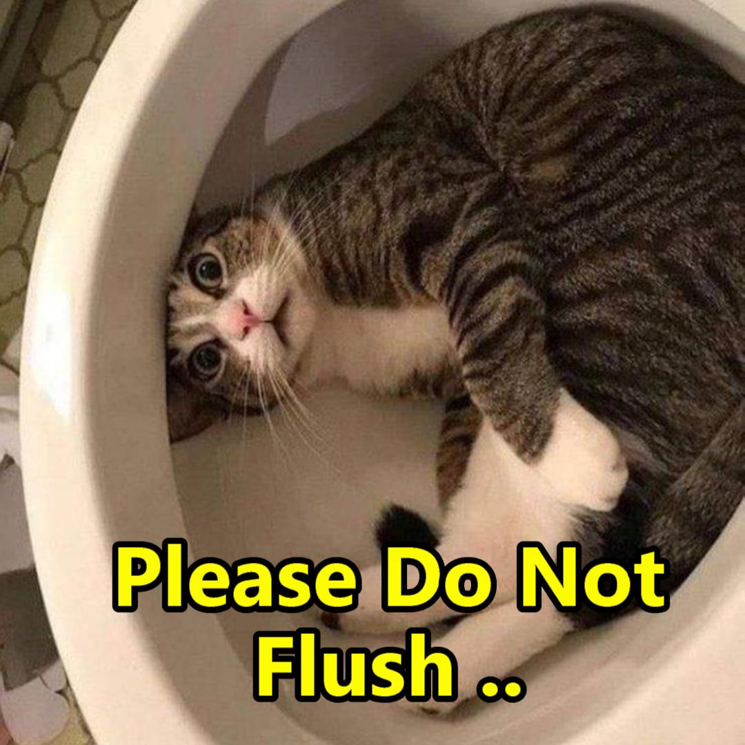 High Quality Flush the Magic Cat Blank Meme Template