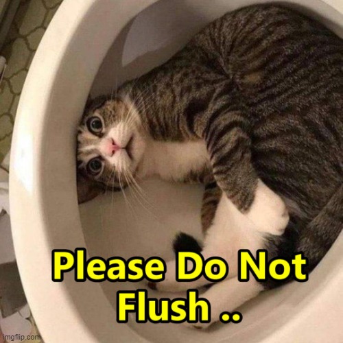 Flush the Magic Cat | image tagged in flush the magic cat | made w/ Imgflip meme maker