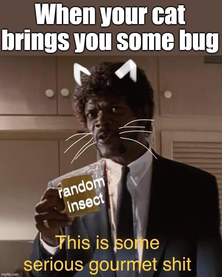 When your cat brings you some bug | image tagged in cats | made w/ Imgflip meme maker