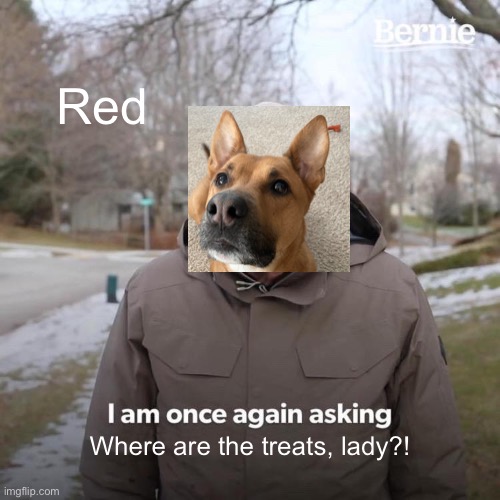 Bernie I Am Once Again Asking For Your Support | Red; Where are the treats, lady?! | image tagged in memes,bernie i am once again asking for your support | made w/ Imgflip meme maker