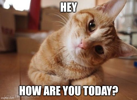 Hey :) | HEY; HOW ARE YOU TODAY? | image tagged in curious question cat,wednesday | made w/ Imgflip meme maker