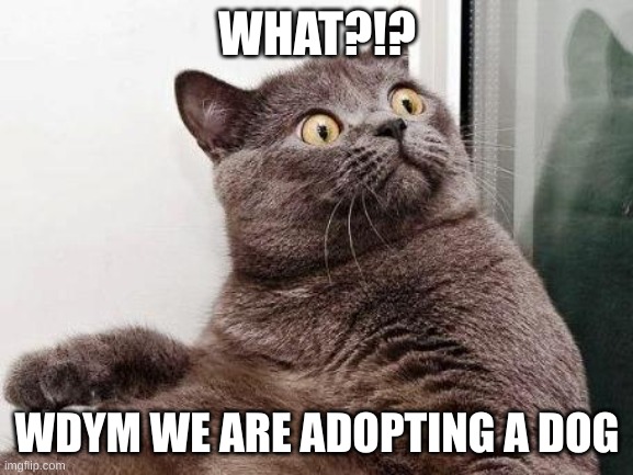 Oh no | WHAT?!? WDYM WE ARE ADOPTING A DOG | image tagged in surprised cat,not funny | made w/ Imgflip meme maker