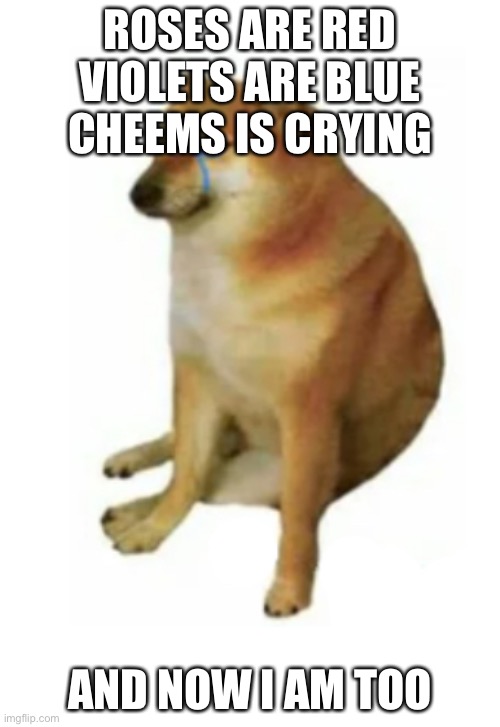 Literally Valentine’s Day for me | ROSES ARE RED
VIOLETS ARE BLUE
CHEEMS IS CRYING; AND NOW I AM TOO | image tagged in cheems | made w/ Imgflip meme maker