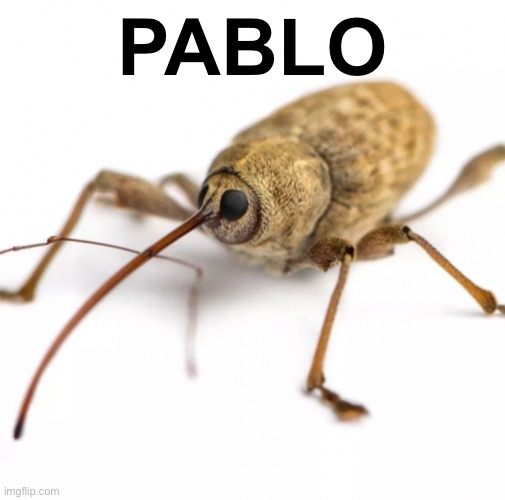 Pablo | PABLO | image tagged in memes | made w/ Imgflip meme maker