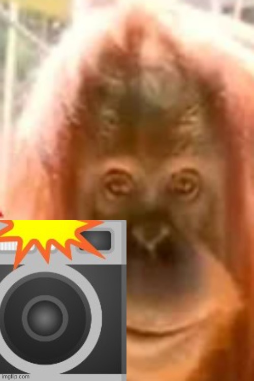 Smiling Monke | image tagged in smiling monke | made w/ Imgflip meme maker