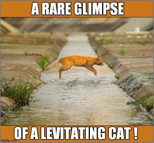 A Magical Cat ! | A RARE GLIMPSE; OF A LEVITATING CAT ! | image tagged in cats,levitation | made w/ Imgflip meme maker