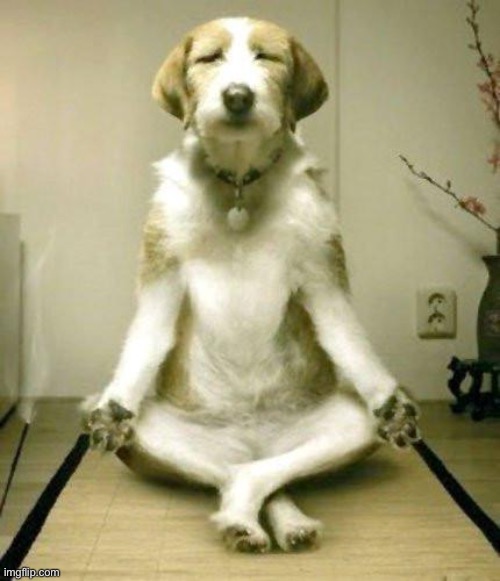 Yoga Dog | image tagged in yoga dog | made w/ Imgflip meme maker