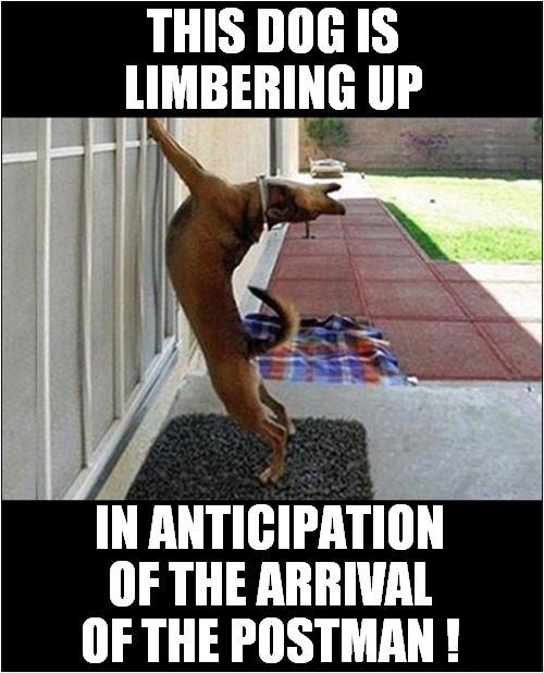 That's A Big Stretch ! | THIS DOG IS LIMBERING UP; IN ANTICIPATION OF THE ARRIVAL OF THE POSTMAN ! | image tagged in dogs,stretching,postman,mailman | made w/ Imgflip meme maker