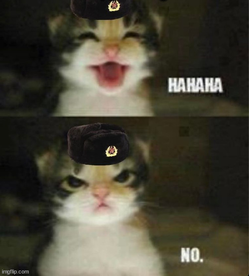 High Quality cat kitten hahaha no Blank Meme Template