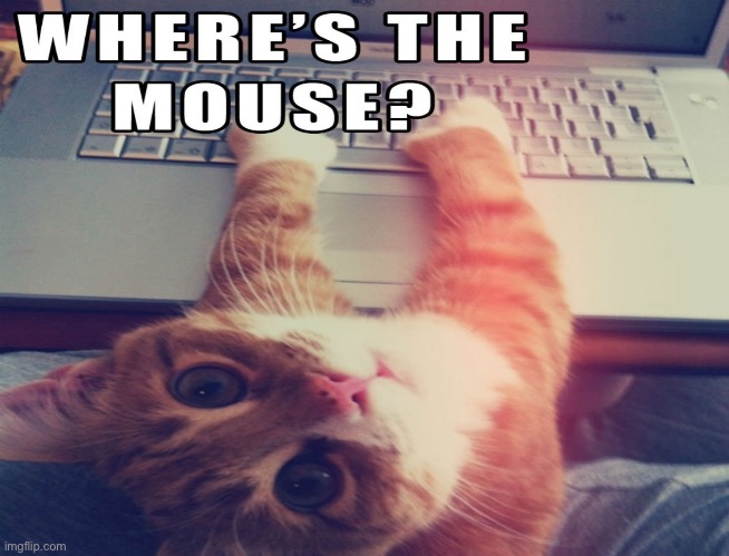 Where is the mouse | image tagged in cats,mouse | made w/ Imgflip meme maker