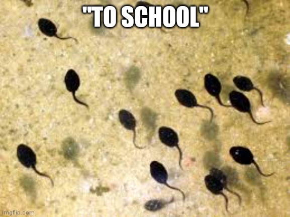 TadpolesNSheet | "TO SCHOOL" | image tagged in tadpolesnsheet | made w/ Imgflip meme maker