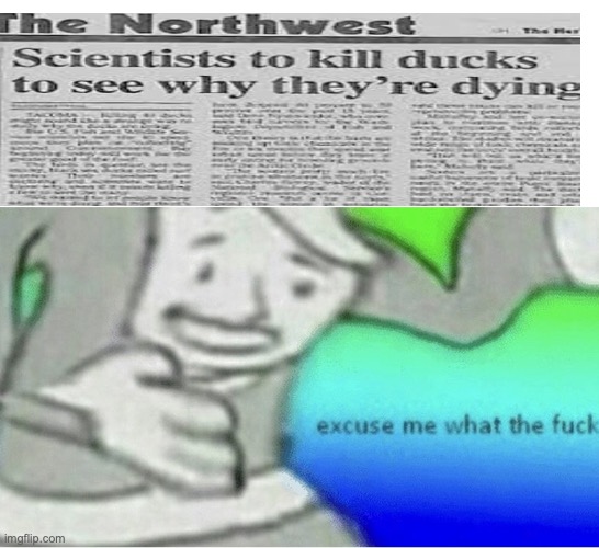 D U C K | image tagged in excuse me wtf blank template | made w/ Imgflip meme maker