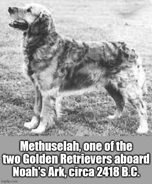 Ark Encounter |  Methuselah, one of the two Golden Retrievers aboard Noah's Ark, circa 2418 B.C. | image tagged in noah's ark | made w/ Imgflip meme maker