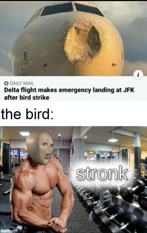 the bird: | image tagged in stronks,bruh moment,bird | made w/ Imgflip meme maker