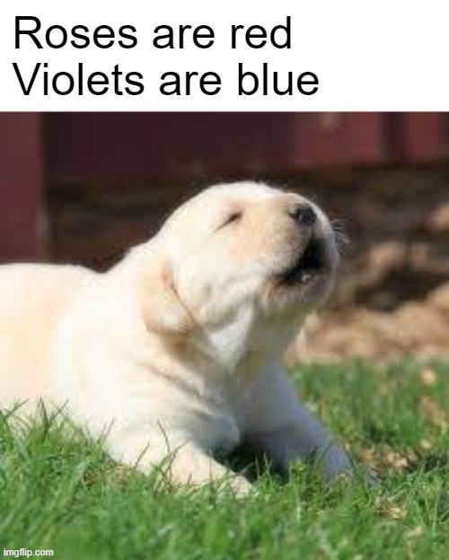 A smol boi | Roses are red
Violets are blue | image tagged in dog,good boy,aww,hehe,stop reading the tags its scary,pupper | made w/ Imgflip meme maker