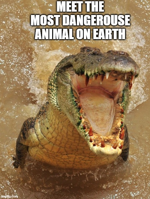 MEET THE MOST DANGEROUSE ANIMAL ON EARTH | made w/ Imgflip meme maker