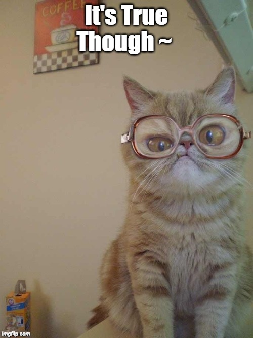 Cat Glasses | It's True Though ~ | image tagged in its true | made w/ Imgflip meme maker