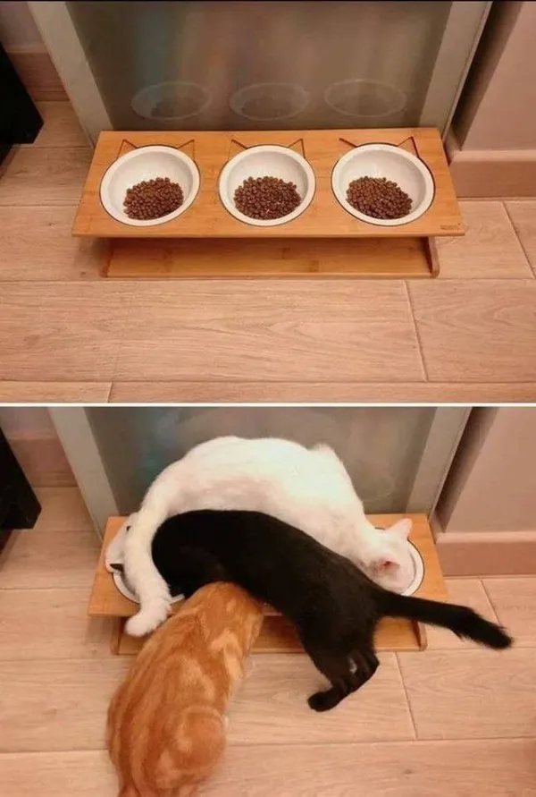 Cats Fighting For Food Blank Meme Template