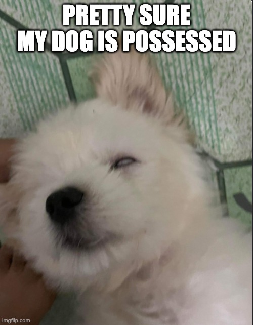 THE POWER OF GOD COMPELS U | PRETTY SURE MY DOG IS POSSESSED | image tagged in memes,blank white template,dog,ghost,my house is haunted | made w/ Imgflip meme maker