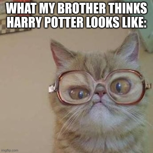 HaRrY pOtTeR | WHAT MY BROTHER THINKS HARRY POTTER LOOKS LIKE: | image tagged in funny cat with glasses,harry potter | made w/ Imgflip meme maker