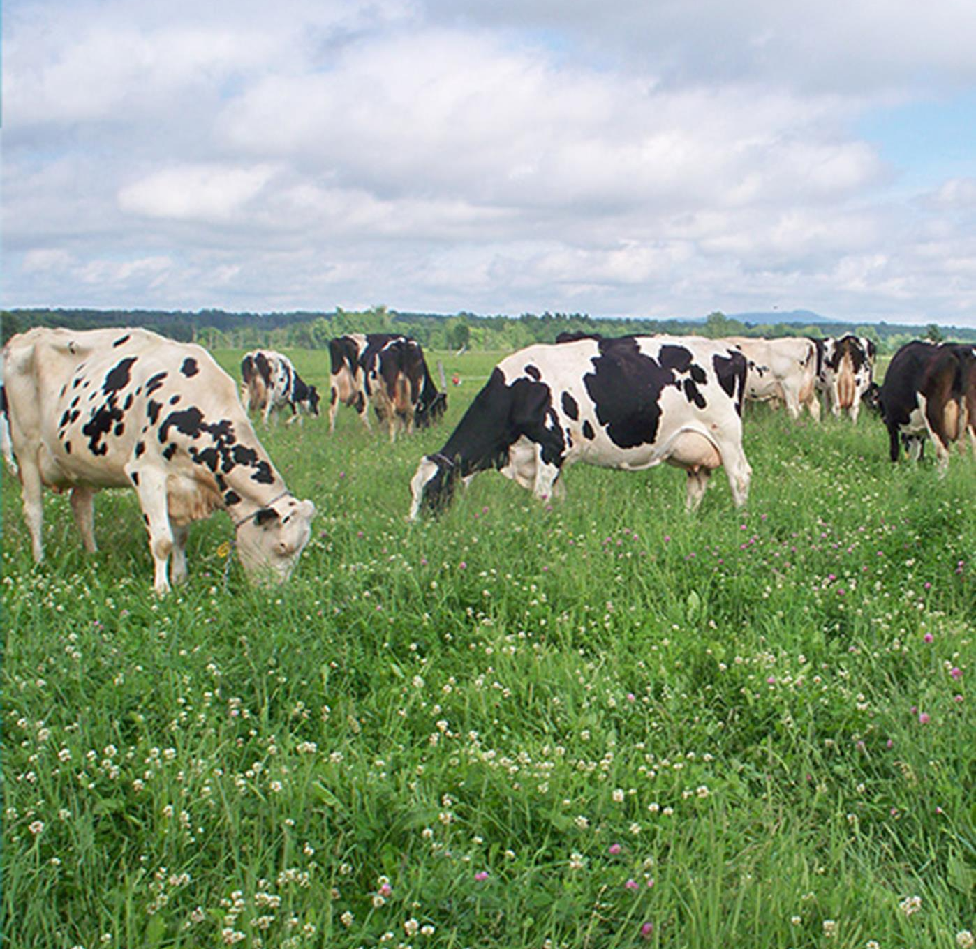 cows in pasture Blank Meme Template