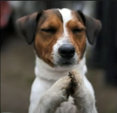 PRAYING DOG Blank Meme Template
