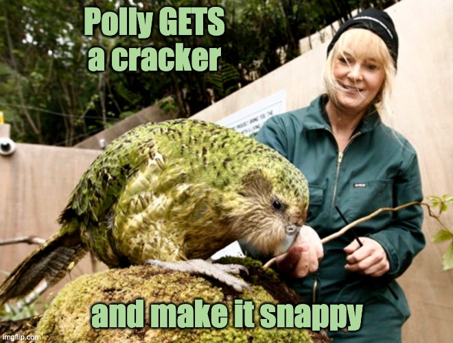 What does the 9-pound parrot say? | Polly GETS a cracker; and make it snappy | image tagged in 9 pound parrot,bird,parrot,cute,feed me | made w/ Imgflip meme maker