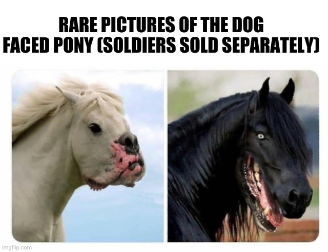 RARE PICTURES OF THE DOG FACED PONY (SOLDIERS SOLD SEPARATELY) | made w/ Imgflip meme maker