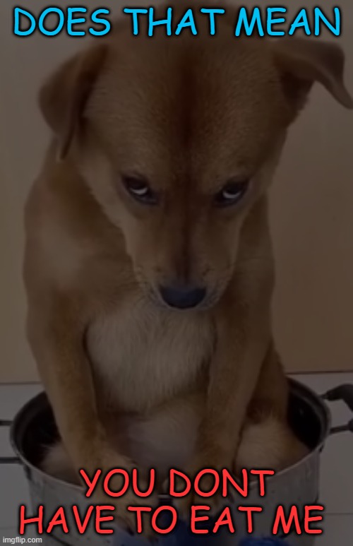 MAD DOGGO | DOES THAT MEAN YOU DONT HAVE TO EAT ME | image tagged in mad doggo | made w/ Imgflip meme maker