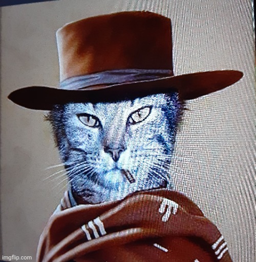 Cat Eastwood | image tagged in cat | made w/ Imgflip meme maker