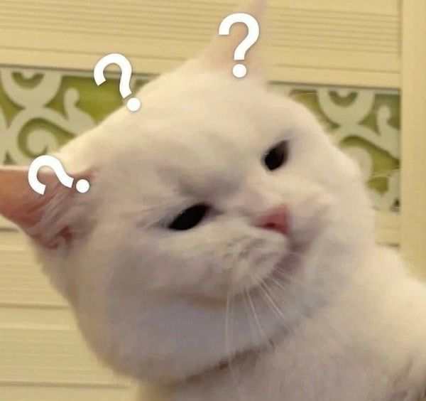 cat confused Blank Meme Template