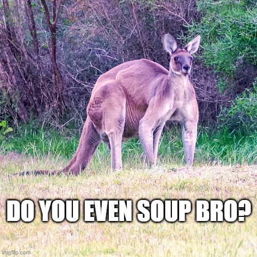 Marsoupial | DO YOU EVEN SOUP BRO? | image tagged in kangaroo,marsupials,buff | made w/ Imgflip meme maker